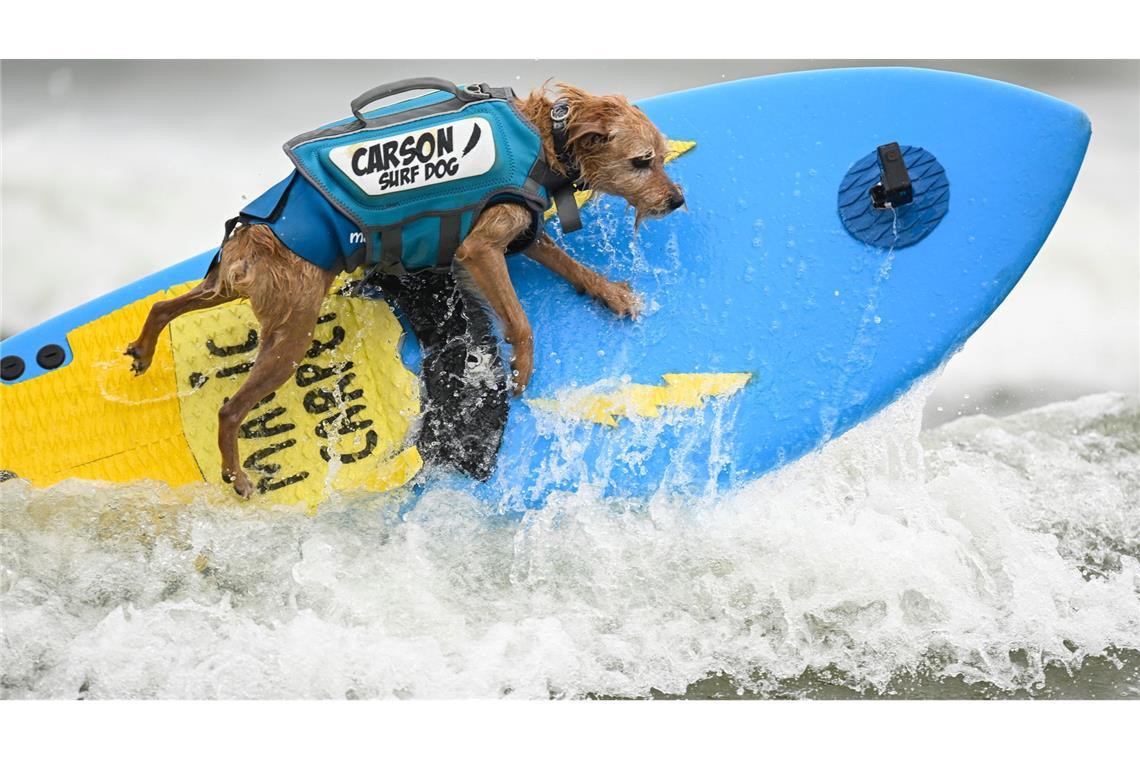 Die Vierbeiner - hier der Hund Carson - düsen über Wellen bei den World Dog Surfing Championships in Pacifica, Kalifornien.