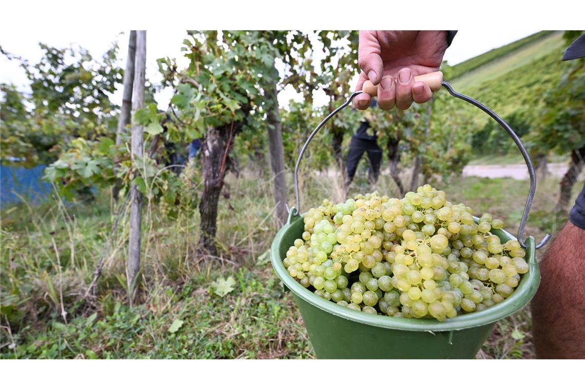 Die Weinernte 2024 fällt voraussichtlich fast fünf Prozent geringer aus als im Vorjahr. (Archivbild)