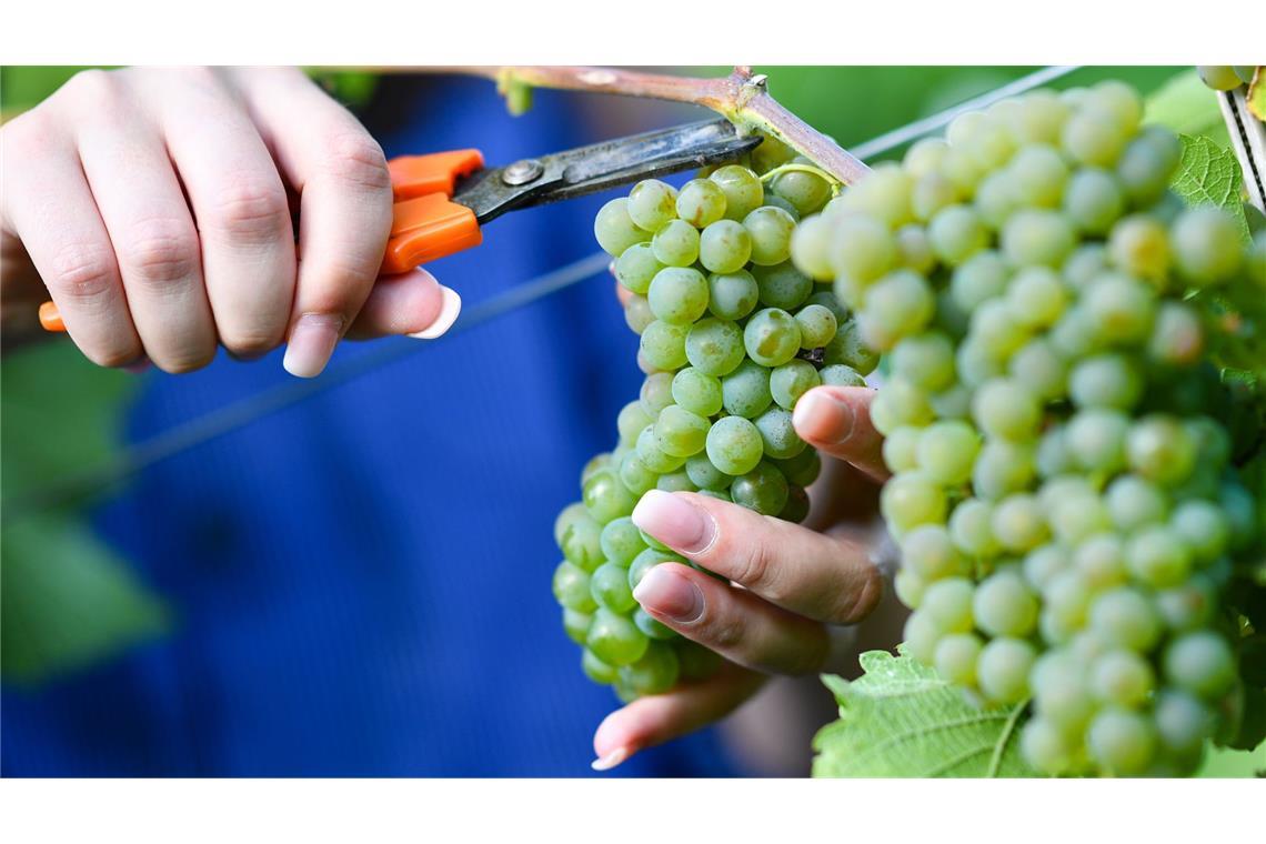 Die Wetterkapriolen sorgen einer Prognose zufolge für einen starken Rückgang bei der Weinernte in Baden-Württemberg. (Symbolbild)