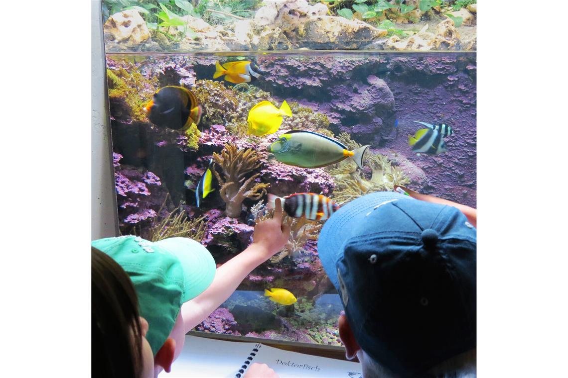 Die Wilhelma bietet in den Sommerferien Kindern besondere Angebote, auch im und um das Aquarium.