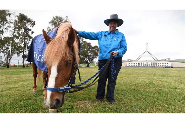 Die Zahl der "Brumbies" soll drastisch reduziert werden. (Archivbild)