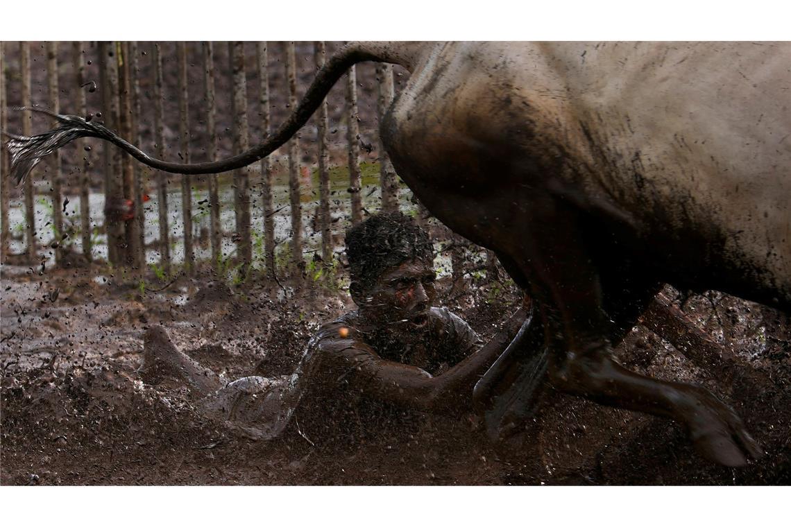 Die Zügel fest in der Hand behält ein Mann während  eines traditionellen Ochsenpflugrennens in Indien