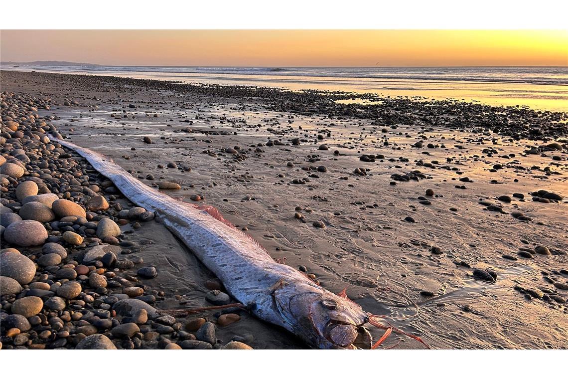 Dieser etwa drei Meter lange Riemenfisch wurde in Kalifornien an den Strand gespült.