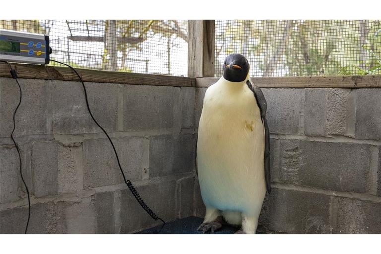 Dieser Kaiserpinguin strandete versehentlich in Australien.