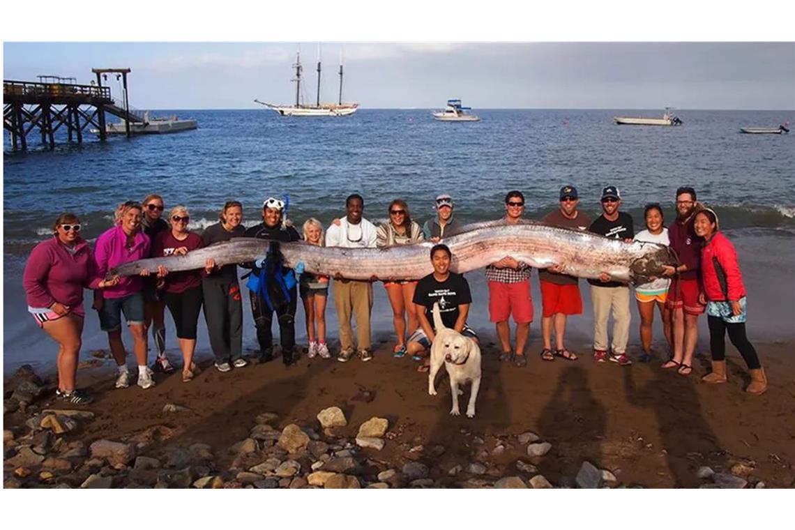 Dieser tote Riemenfisch wurde 2013 an der Küste von Kalifornien angespült.