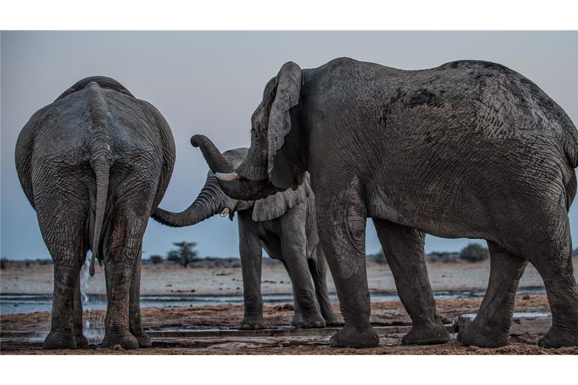 Drei Elefantenmännchen begrüßen sich am Mushara-Wasserloch in Namibia.