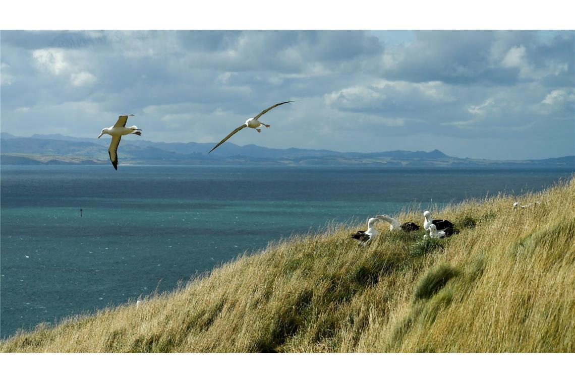 Dunedin ist für seine herrlichen Landschaften und seine Artenvielfalt bekannt. (Archivbild)