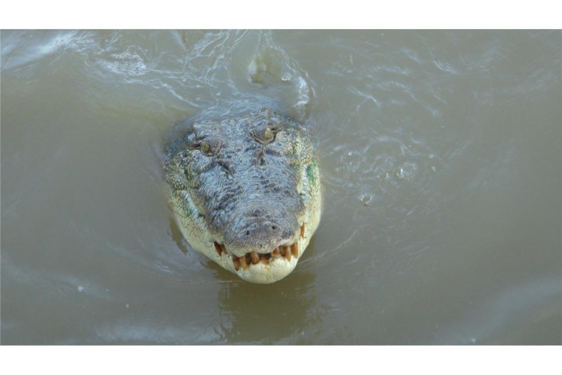 Durchschnittlich kommt es in Australien zu zwei tödlichen Krokodil-Angriffen pro Jahr. (Symbolbild)