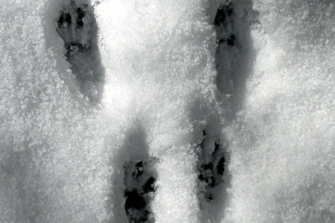 Eichhörnchenspur im Schnee.