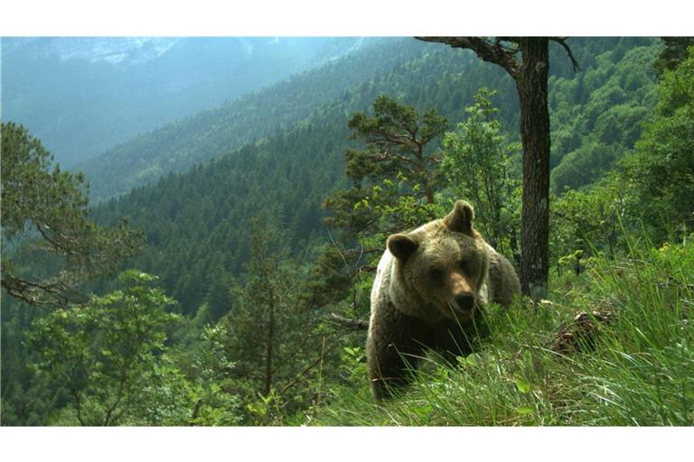 Ein Bär läuft durch ein hügeliges Gebiet im Trentino. (Archivbild)