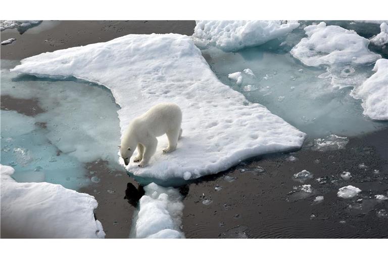 Ein Eisbär steht im Nordpolarmeer auf einer Eisscholle. Nun wurde ein Artgenosse auf Island gesichtet. (Archivbild)