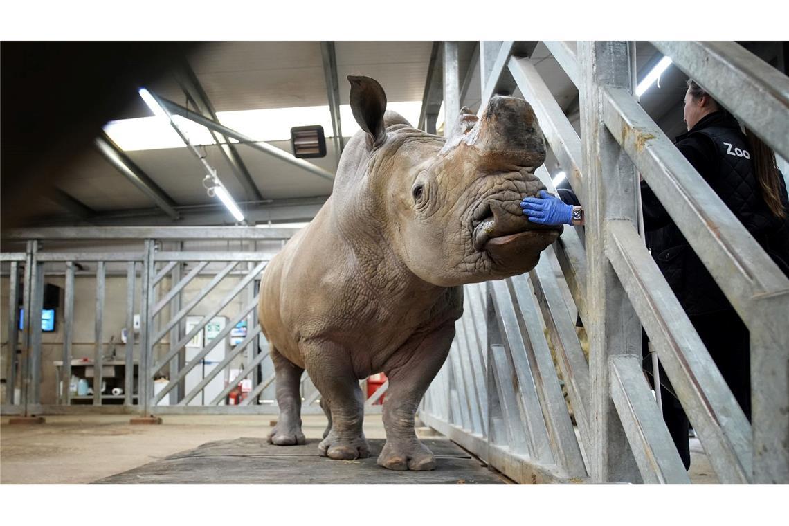 Ein englisches Schwergewicht beim Wiegen: Gyasi, ein männliches Nashorn, steht bei seinem jährlichen Gesundheitscheck im Chessington World of Adventures Resort auf einer Waage.