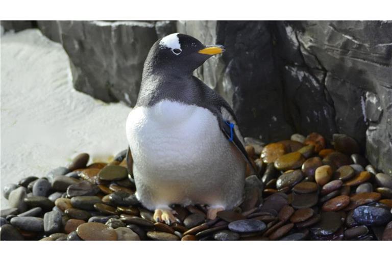 Ein Eselspinguin im Sea Life in Konstanz auf einem Nest aus Flusskieselsteinen. Das Großaquarium stellt alljährlich mehrere   Kilo davon bereit.