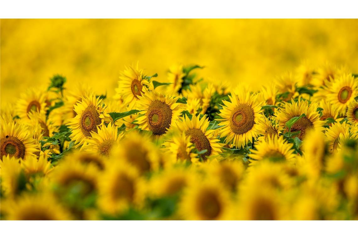 Ein gelbes Meer aus Sonnenblumen in Mecklenburg-Vorpommern, die ihre Köpfe in Richtung Sonne recken.