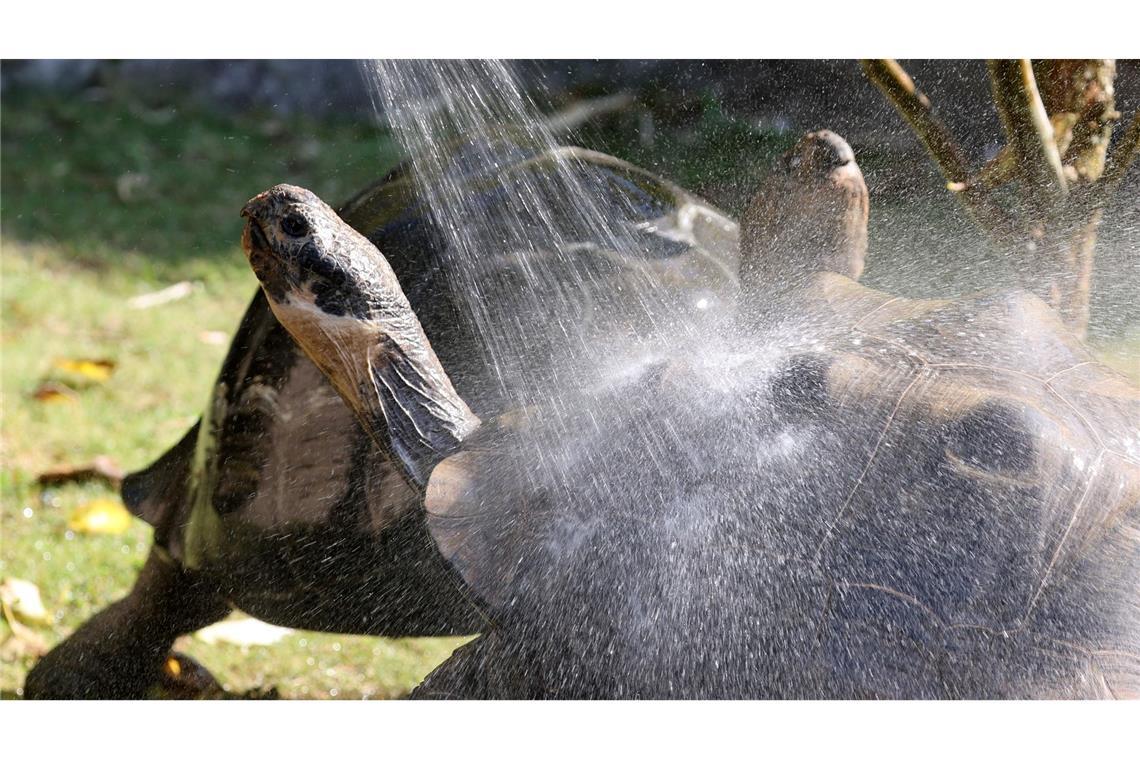 Ein Genuß - kalte Dusche an einem warmen Tag für die Riesenschildkröten.