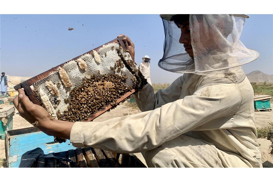 Ein Imker kontrolliert eine Honigwabe in einer Bienenfarm in der Provinz Kandahar.