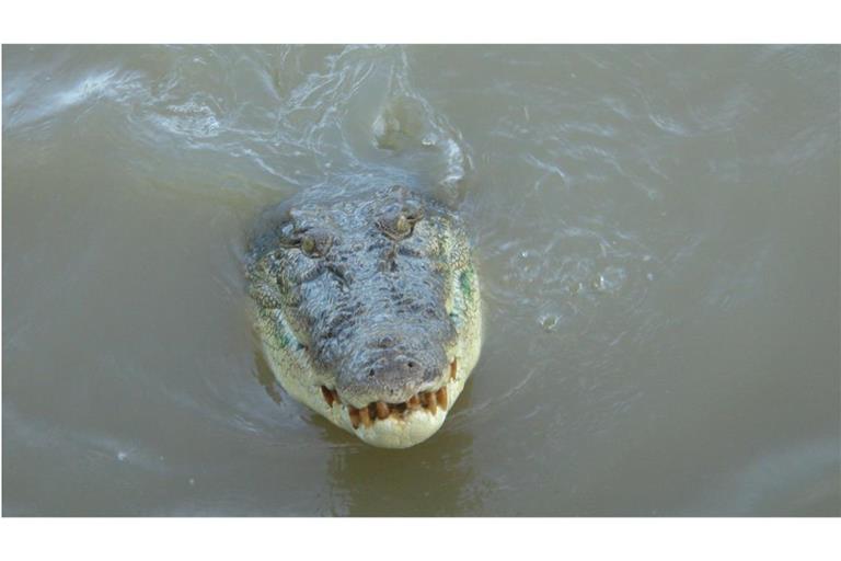 Ein Krokodil schwimmt im Adelaide River im Northern Territory. In Australien wimmelt es von giftigen Schlangen, Haien und Krokodilen. Aber auf der Liste der Arten, die die meisten Todesfälle verursachen, stehen ganz andere oben.