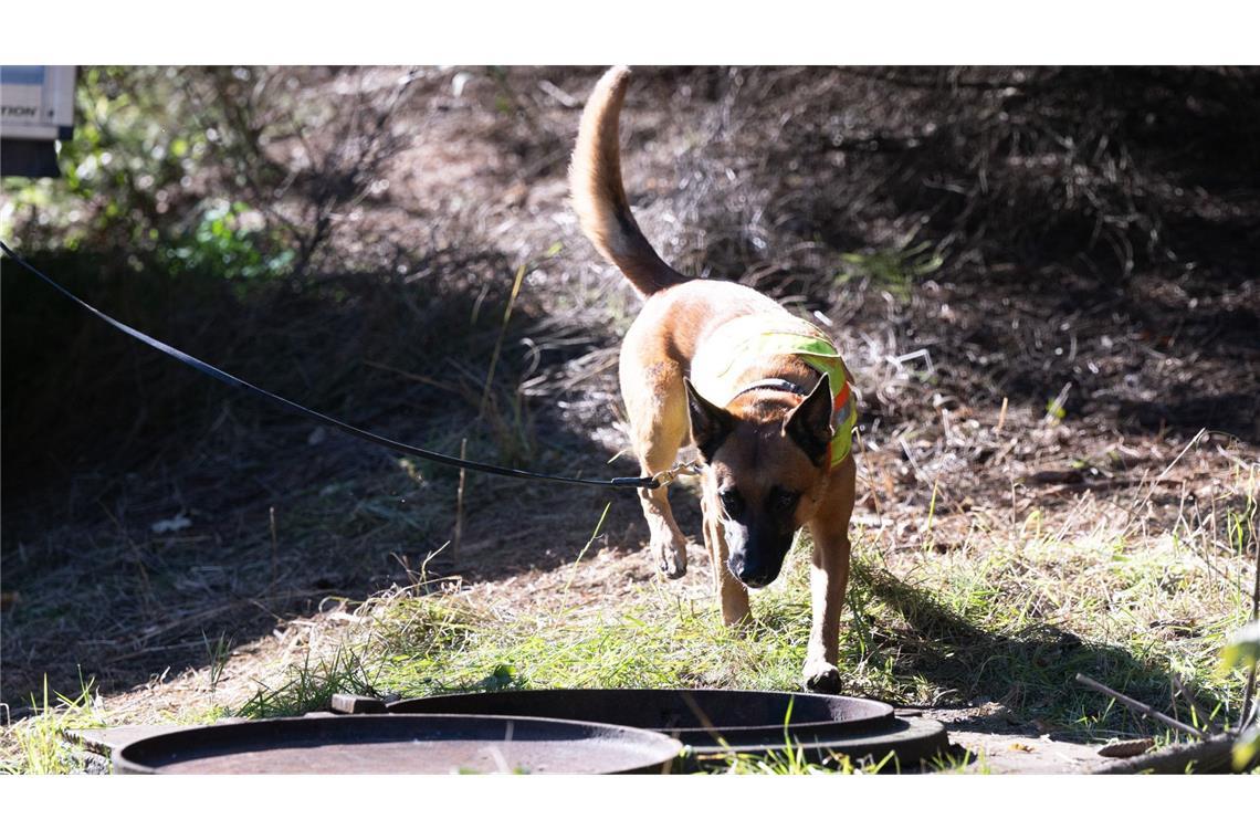 Ein Leichenspürhund steht an einem alten Wasserschacht unterhalb eines Zugangs zu einem alten Bergwerksstollen an einem Waldstück