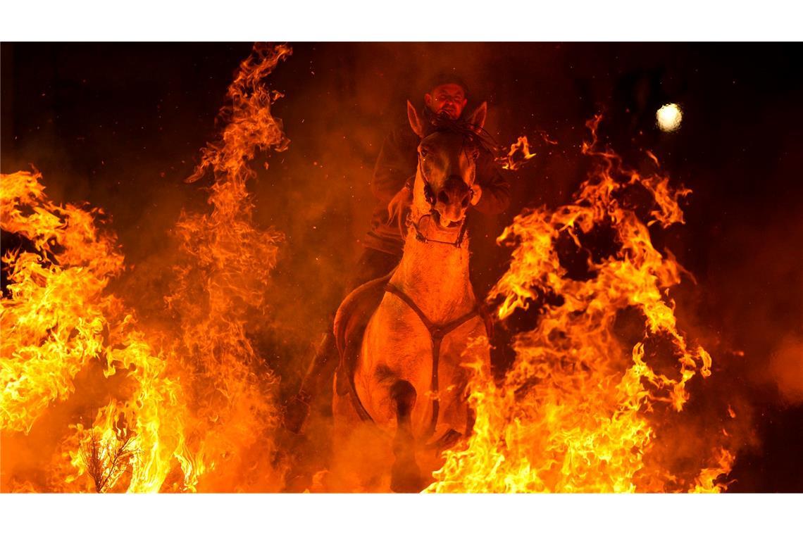 Ein Mann reitet ein Pferd durch ein Lagerfeuer als Teil eines Rituals zu Ehren des Heiligen Antonius des Abtes in San Bartolome de Pinares.