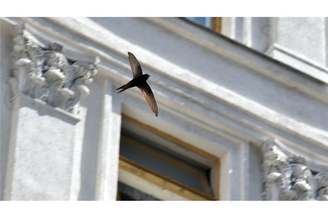 Ein Mauersegler fliegt vor einem Haus. (Archivbild)