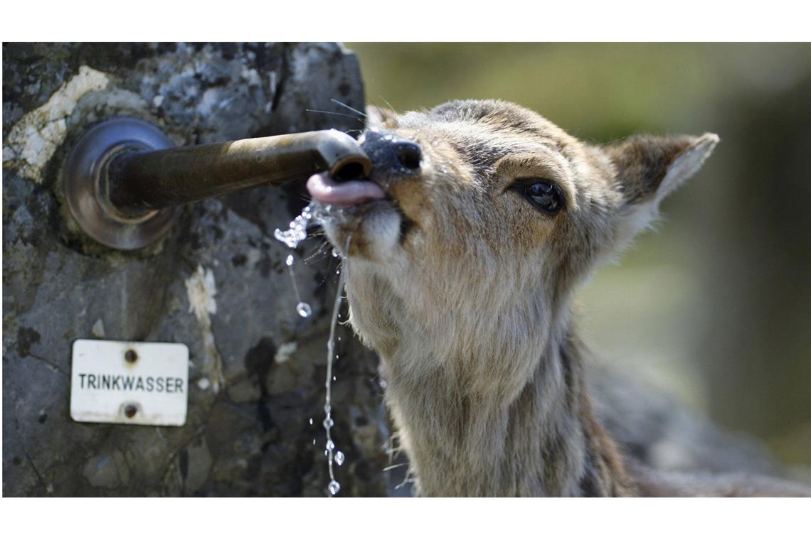 Ein Reh trinkt Wasser im Natur- und Tierpark Goldau in Arth (Kanton Schwyz in der Schweiz).