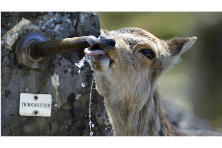 Ein Reh trinkt Wasser im Natur- und Tierpark Goldau in Arth (Kanton Schwyz in der Schweiz).