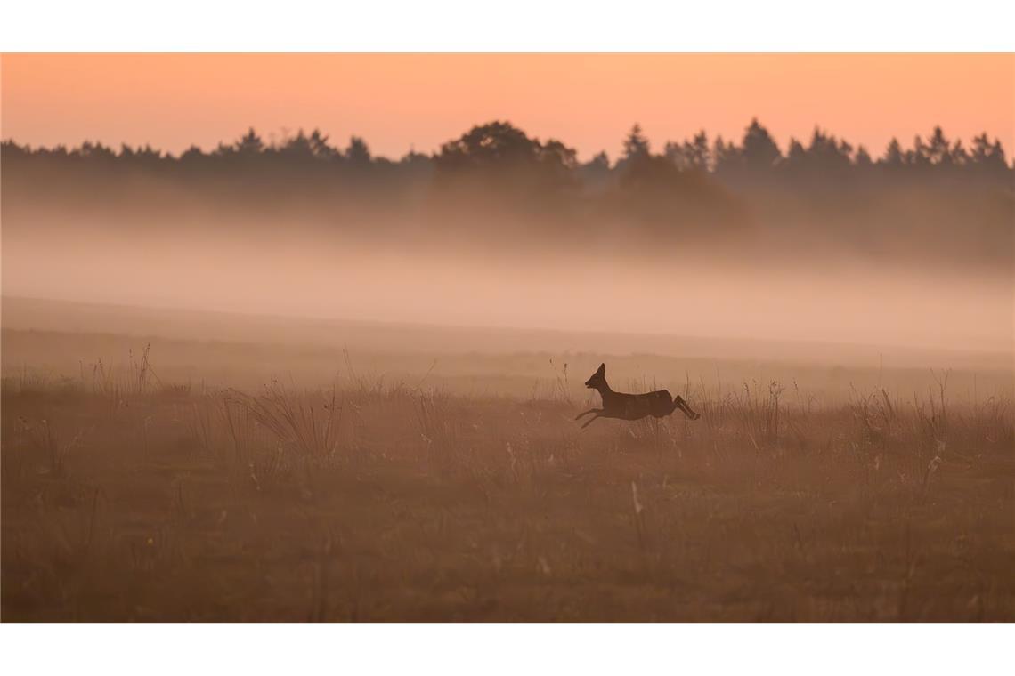 Ein scheues Reh springt im Nebel in der Morgendämmerung über eine Wiese in Brandenburg.