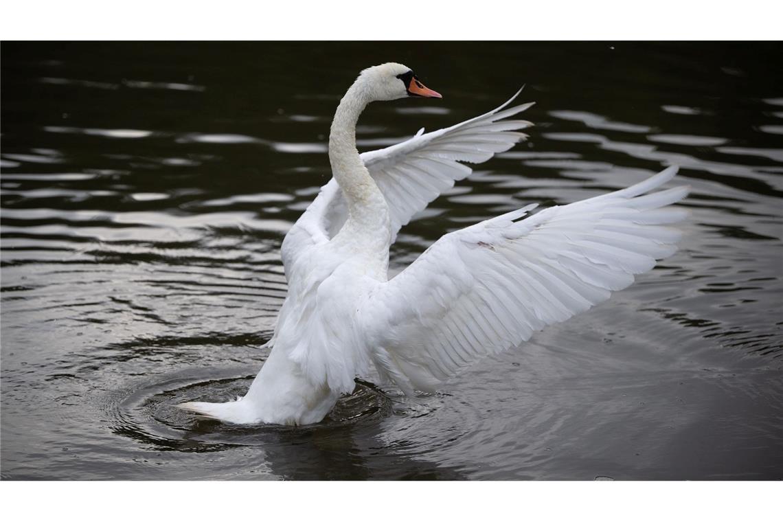 Ein Schwan flattert am Morgen auf der Mosel mit den Flügeln.