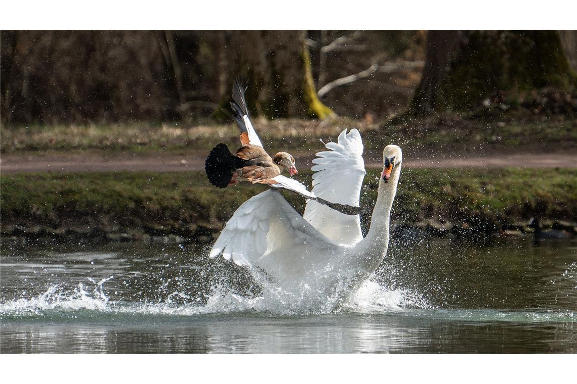 Ein Schwan und eine Nilgans kämpfen in einem See im Schlosspark Donaueschingen gegeneinander.