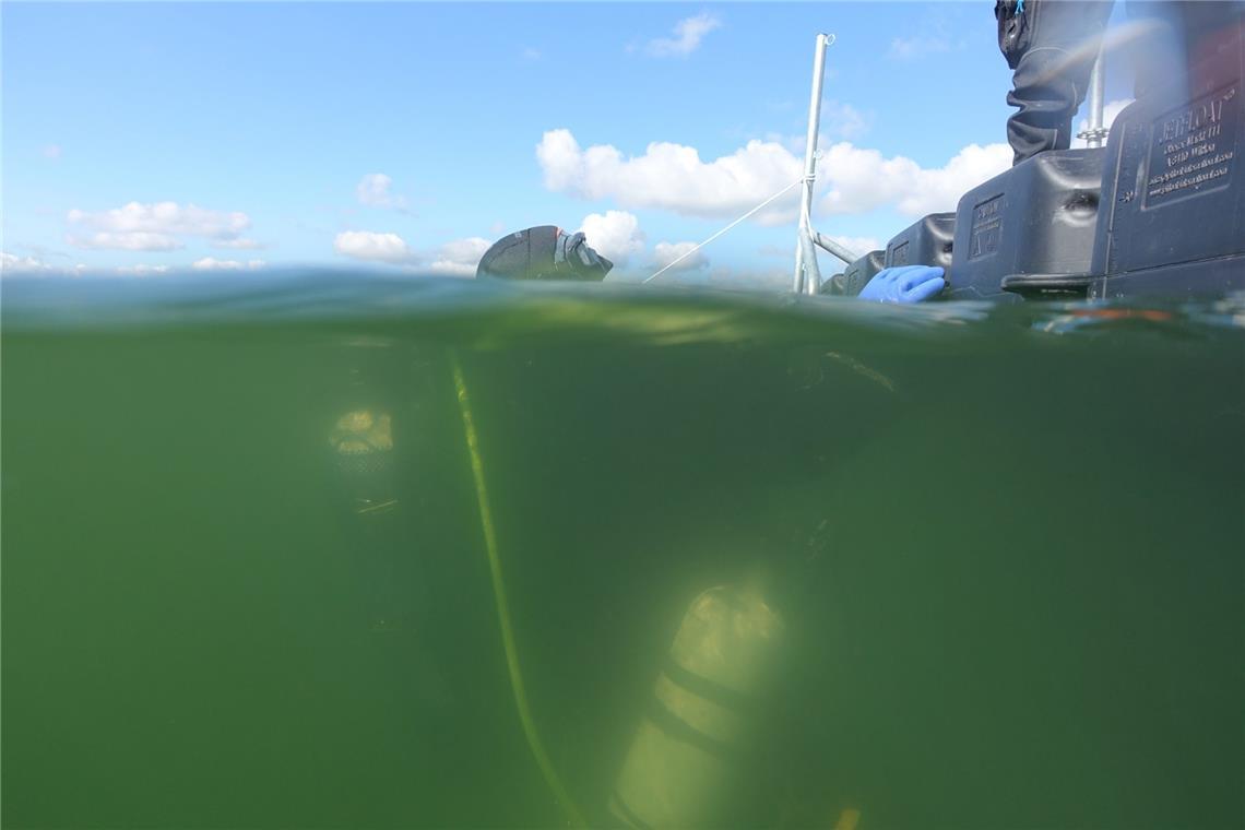 Ein Taucher schwimmt mit mehreren Tauchflaschen im Arendsee an der Wasseroberfläche. Die Überreste eines rund 800 Jahre alten Prahmboots sind von Archäologen und Tauchern in einwöchiger Arbeit vor dem weiteren Verfall gesichert worden.