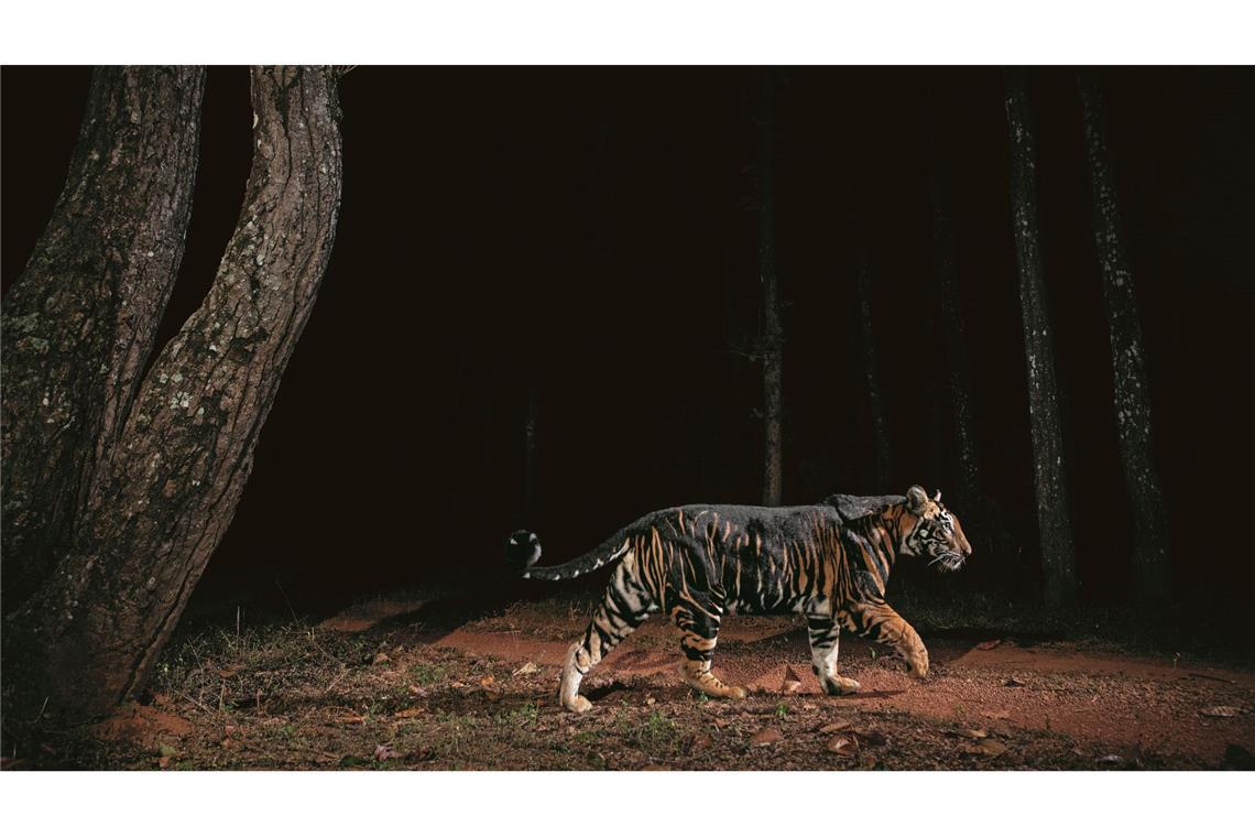 Ein Tiger streift durch den Similipal-Nationalpark in Indien.