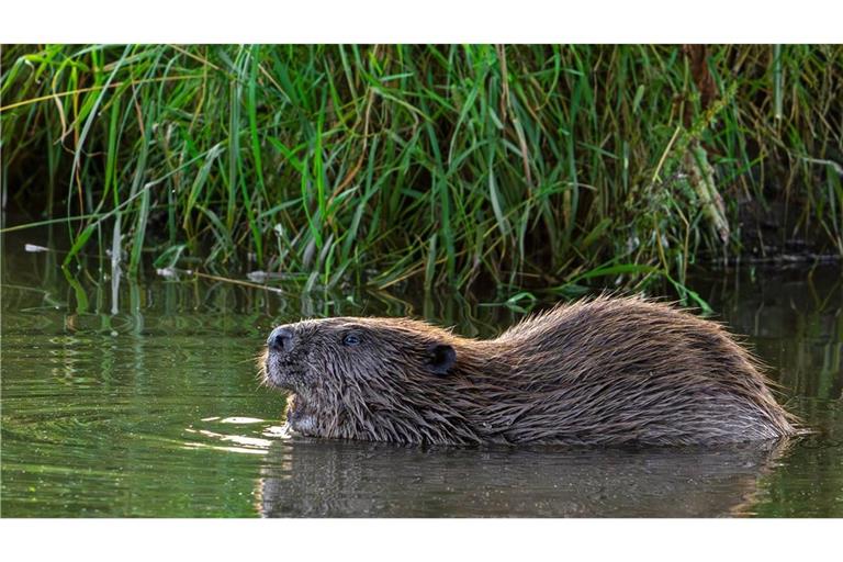 Ein Unbekannter hat mehrere Biberdämme im im Neckar-Odenwald-Kreis illegal entfernt. (Symbolbild)