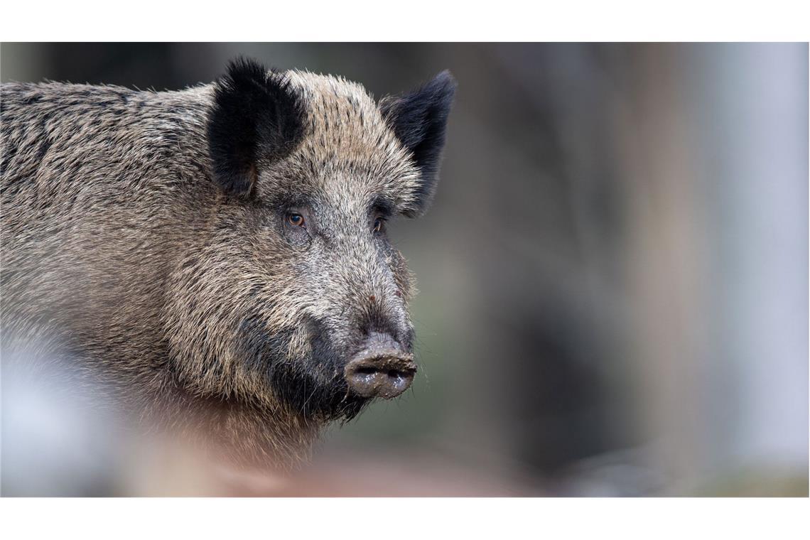 Ein Wildschwein auf einem Plateau im Wald: Erstmals ist im Süden von Hessen nun auch im Kreis Bergstraße ein Fall von Afrikanischer Schweinepest bestätigt worden (Symbolfoto).