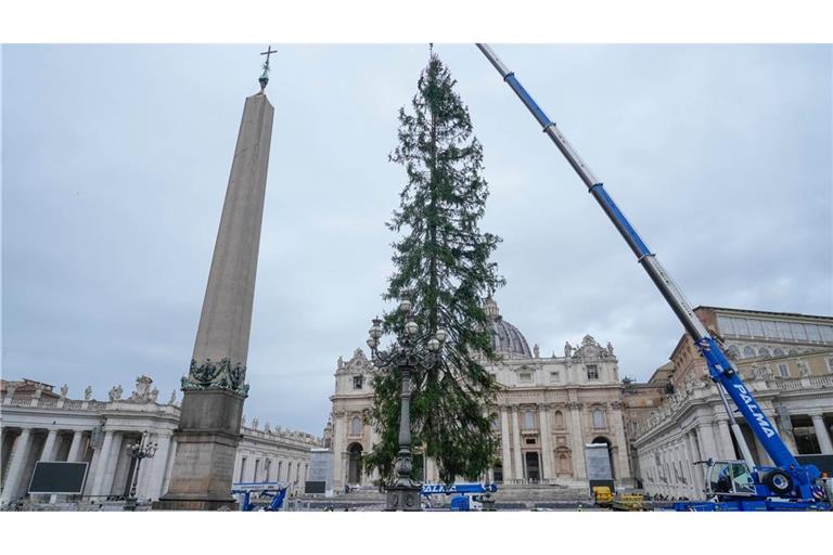 Eine 29 Meter hohe Rotfichte aus dem Dorf Ledro in den Dolomiten wird auf dem Petersplatz aufgestellt.