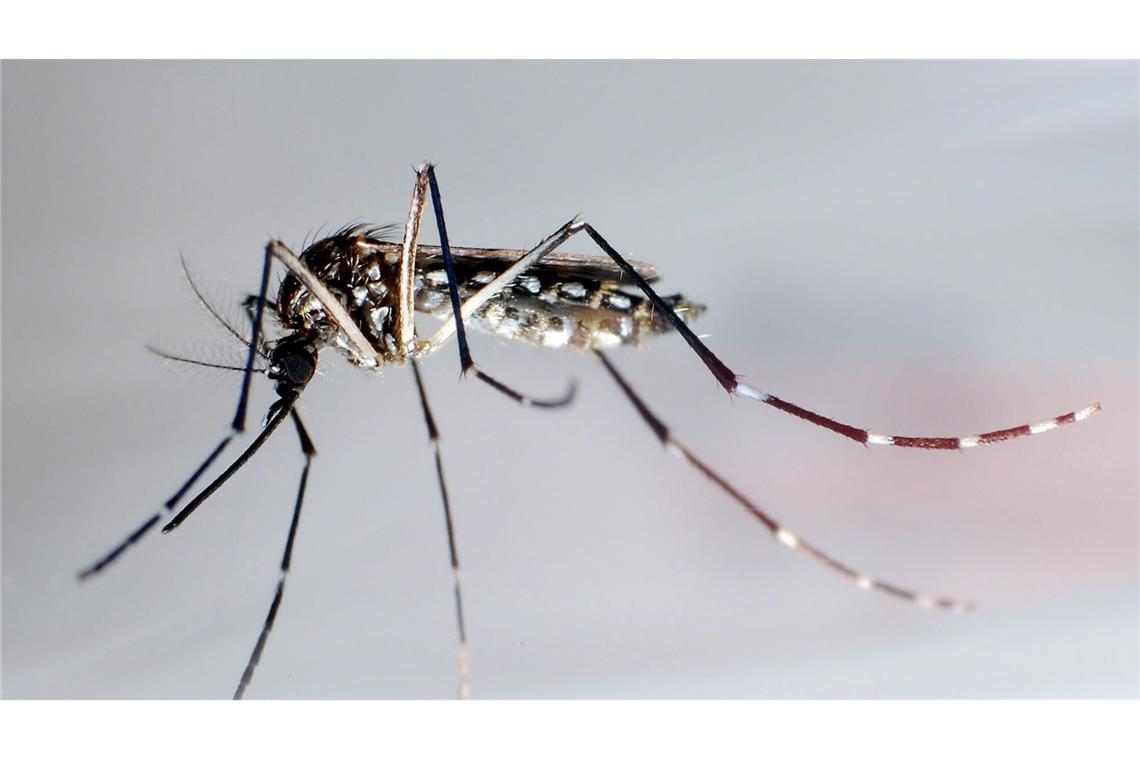 Eine Ägyptische Tigermücke: Sie überträgt Krankheiten wie Dengue-Fieber, Gelbfieber und Zika-Fieber. (Archivbild)