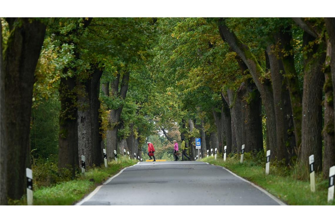 Eine Allee hat zu jeder Jahreszeit einen anderen Reiz.