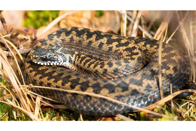 Eine braune, weibliche Kreuzotter (Vipera berus) liegt eingerollt und gut getarnt zwischen Moos und Heidekraut im Naturschutzgebiet Pietzmoor in der  Lüneburger Heide,