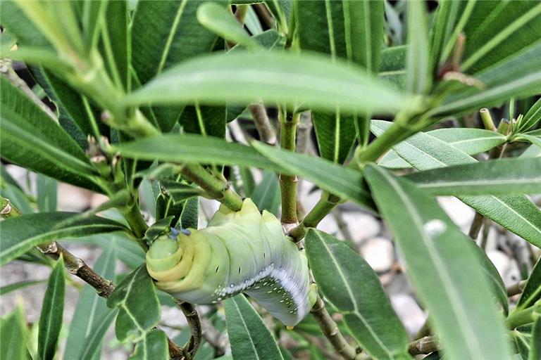 Eine der beiden Oleanderschwärmerraupen, die zu einem Oleanderbusch in einem Garten des Murrhardter Teilorts Alm gefunden haben, lässt es sich schmecken. Foto: Marcel Rasch