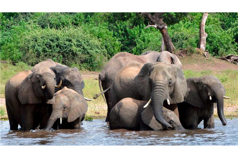 Eine Elefantenherde im Chobe-Nationalpark im Norden Botsuanas (Archivbild).