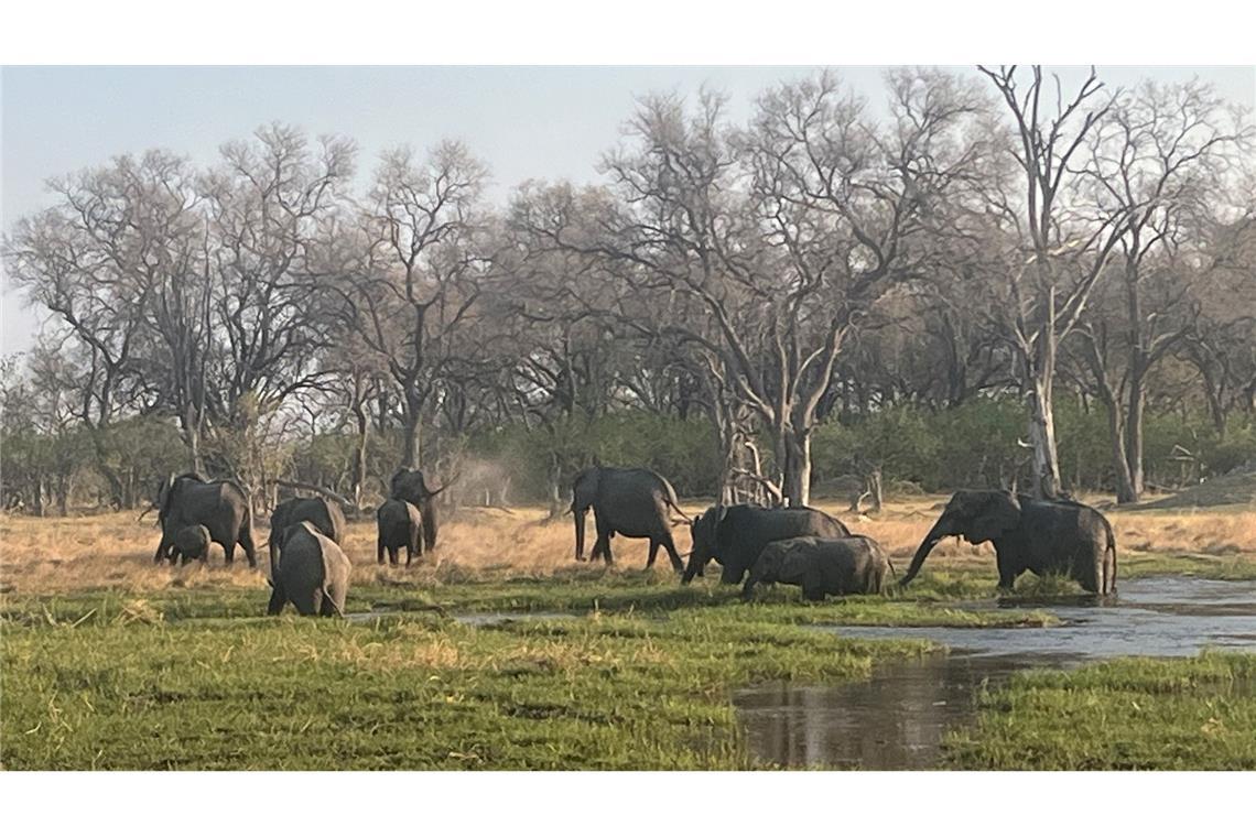 Eine Herde Elefanten im berühmten Okavango-Delta von Botsuana