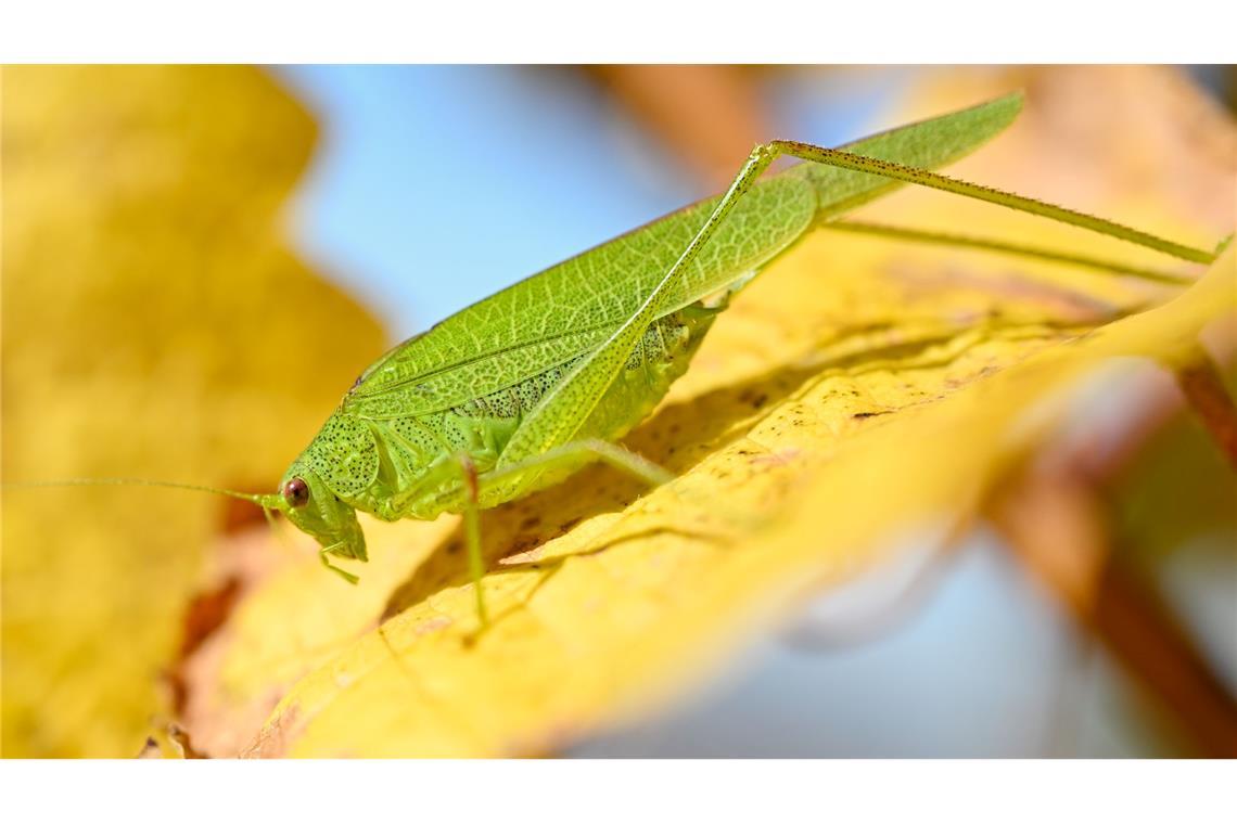 Eine kleine Heuschrecke sitzt auf einem bunten Herbstblatt einer Weinrebe.