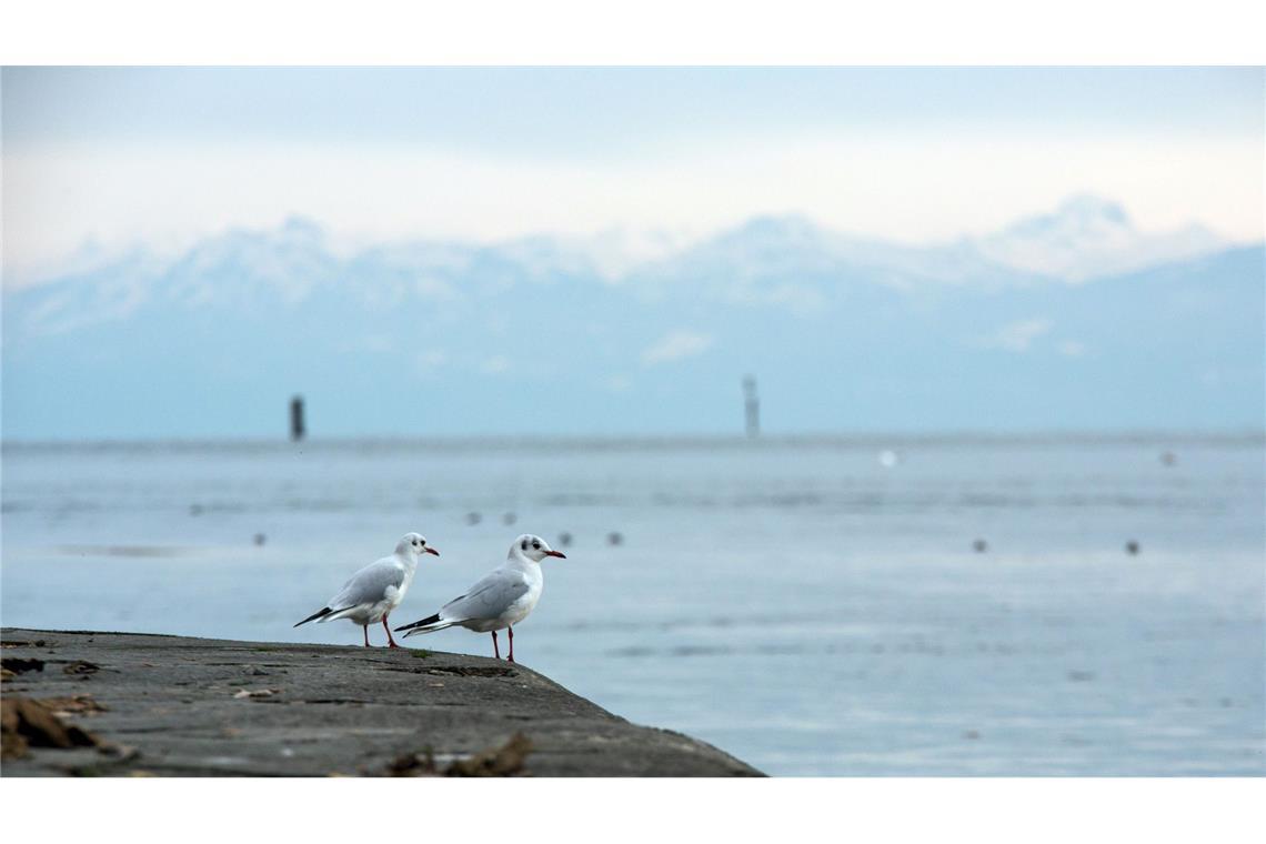 Eine Möwe am Bodensee wurde positiv auf den Erreger getestet. (Symbolbild)