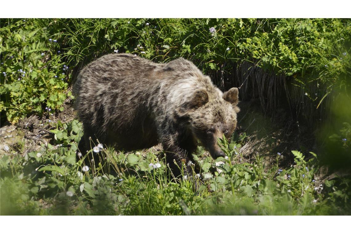 Eine vermeintliche Bären-Sichtung im Allgäu können Experten nicht bestätigen. (Symbolbild)