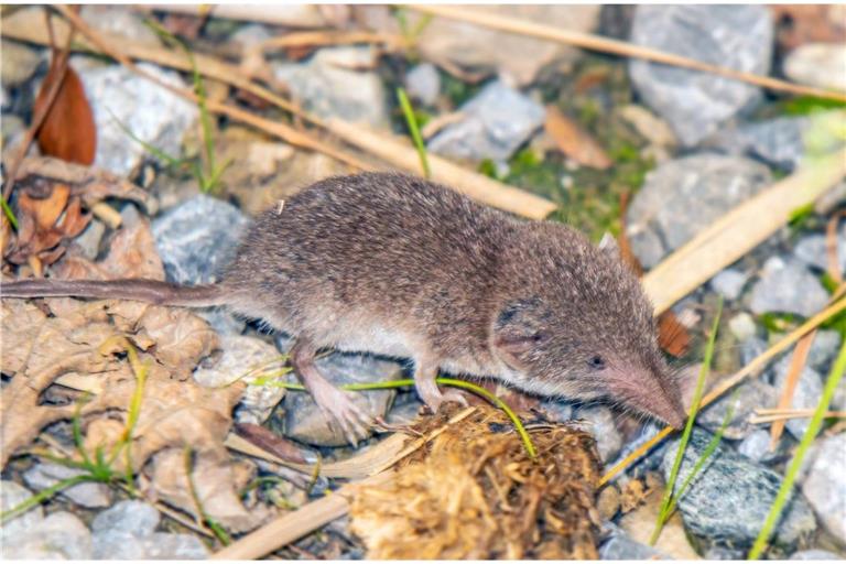 Einziger bekannter Wirt des Erregers ist die Feldspitzmaus.