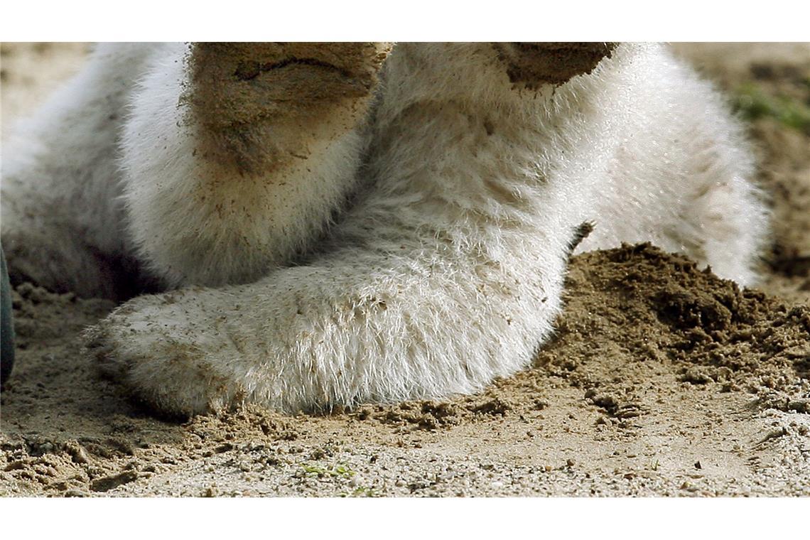 Eisbär Knut löste einen Hype aus (Archivbild).