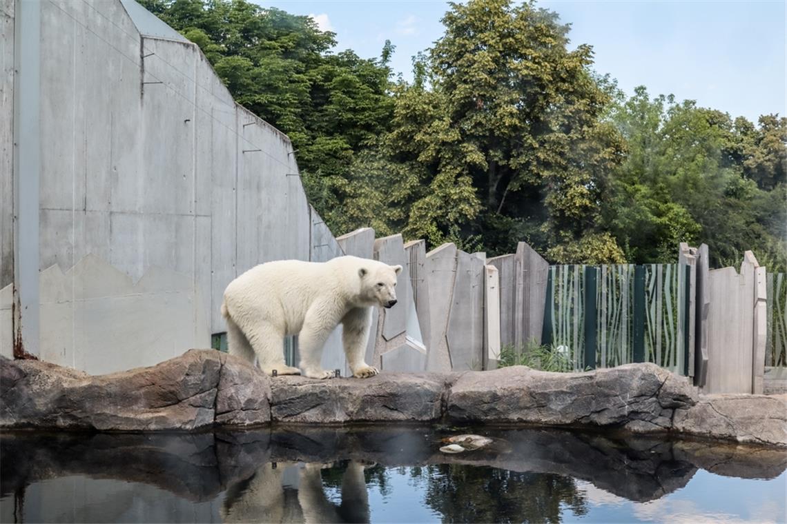 Eisbären brauchen ein großes Wasserbecken.