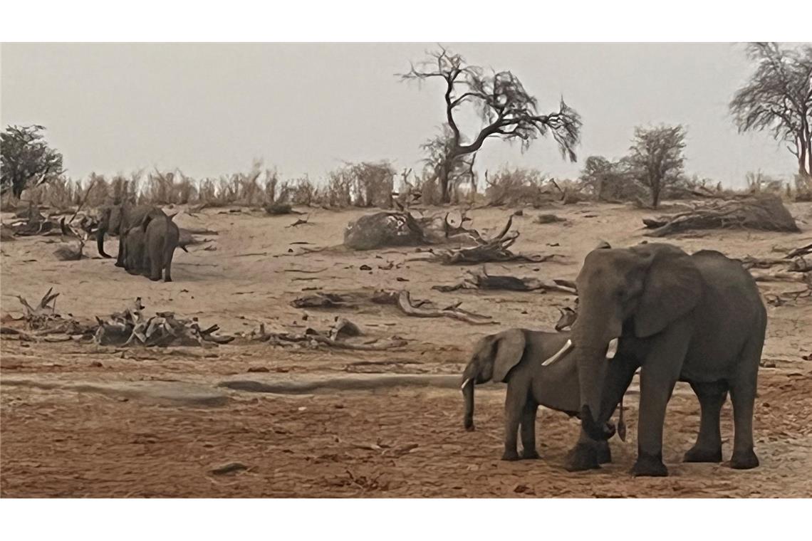 Elefanten im Makgadikgadi Pans Nationalpark in Botsuana.