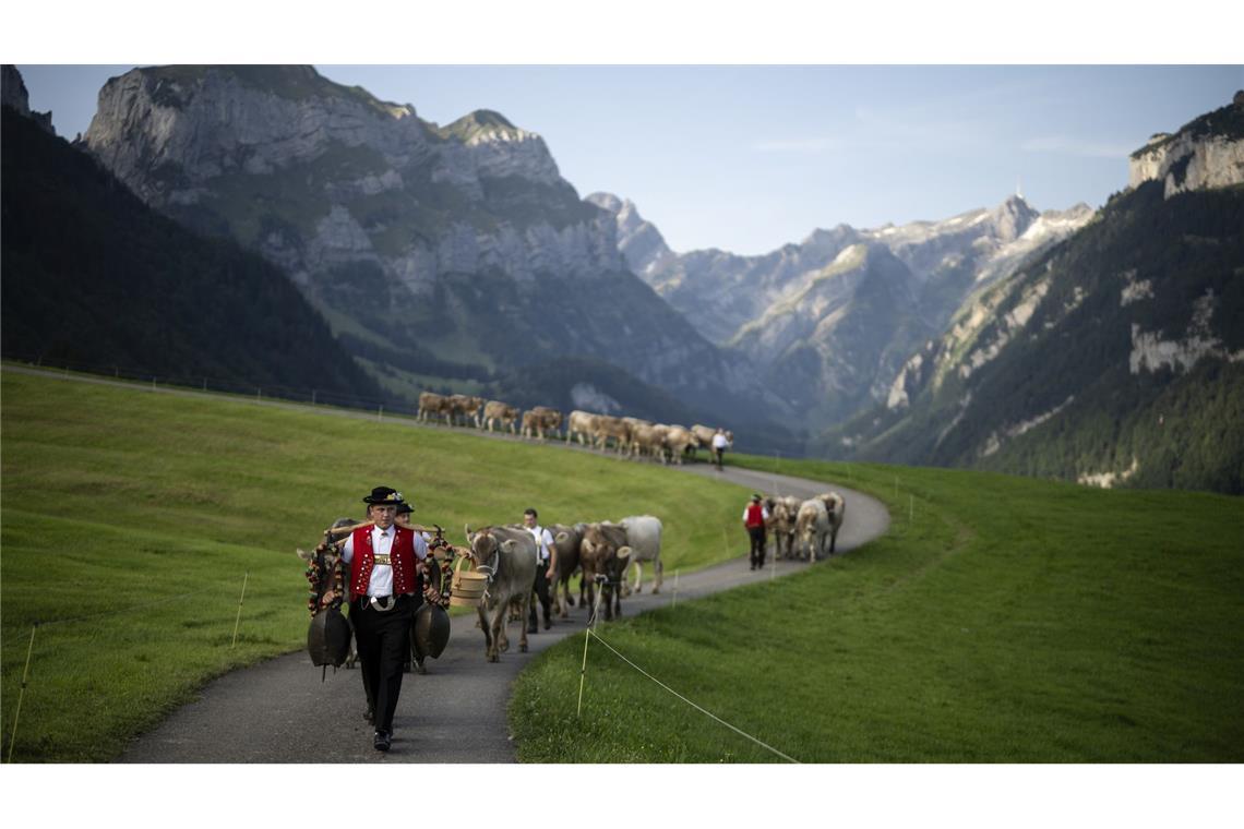 Ende des Sommers auf der Alp - Sennen treiben die Rinder von den Sommerweiden.