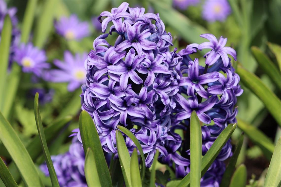 Erfahren Sie, welche Blumen man bereits im März pflanzen kann. Die schönsten Frühblüher für Balkon & Garten im Überblick.