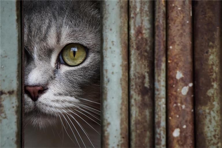 Erfahren Sie, welche Farben Katzen tatsächlich sehen können und wie ihre einzigartige Wahrnehmung ihre Umgebung beeinflusst.